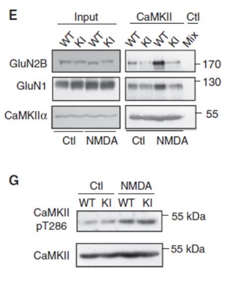 Knockin Mutations in GluN2B Subunits that