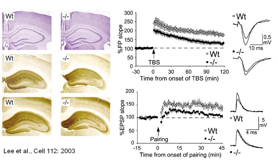 GluR1 Phosphorylation at Serine 831 is Increased Following LTP Induction Lee et al.