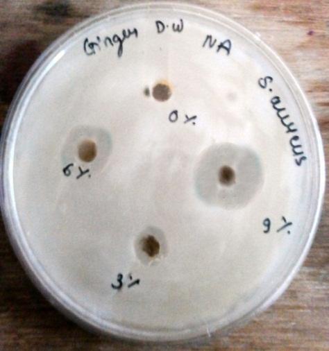 zone of inhibition in mm Figures indicate antibacterial activity of Ginger against S.aureus Figure.