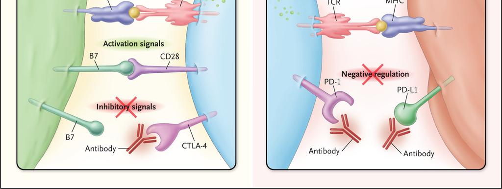 Anti-PD-1 antibodies (pembrolizumab, nivolumab) block the negative regulatory signal of