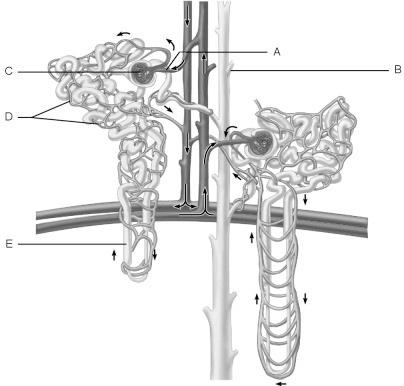 12. Identify the following structure of the nephron. Circle the structure that responds to ADH. 13.