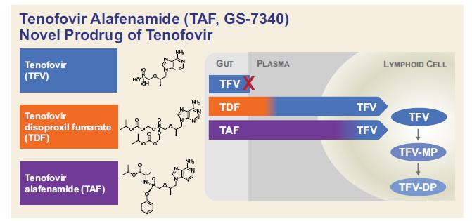 Tenofovir Alafenamide (TAF) Tenofovir (TFV): Rapid metabolism in the plasma after oral administration Tenofovir disoproxil fumarate (TDF) is well-absorbed and rapidly converted to TFV in plasma