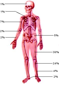 Children - primarily in the long bones (femur, tibia, fibula, humerus) Adults (50-60s) -
