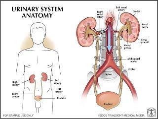 Urinary System There are four eliminative channels comprised of organs which help keep our bodies free from toxins, the intestinal, respiratory, urinary and integumentary systems are all responsible