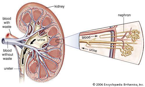 The kidneys are surrounded by a layer of adipose (connective) tissue which holds them in place and helps protect them from physical damage.