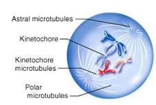microtubules Kinetochore microtubules centrosome to kinetochore Polar microtubules