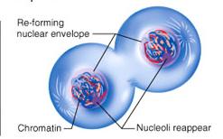 Telophase Spindle fibers disperse Nuclear