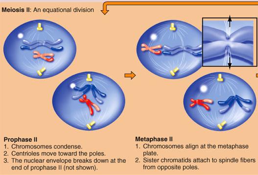 Meiosis Prophase II and