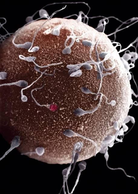 Spermatogenesis sperm formation in human males. Begins in male testes in germ cells called spermatogonia.