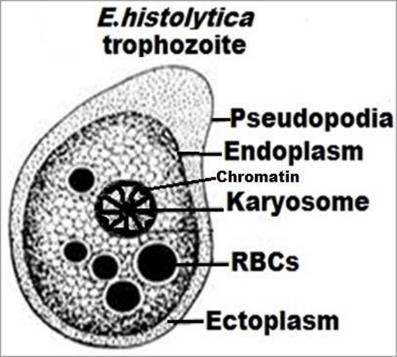 Morphological characters of E. Histolytica: 1- Trophozoite Form (Vegetative form / tissue form). It cannot live outside the host. RBCs indicate infection stage.