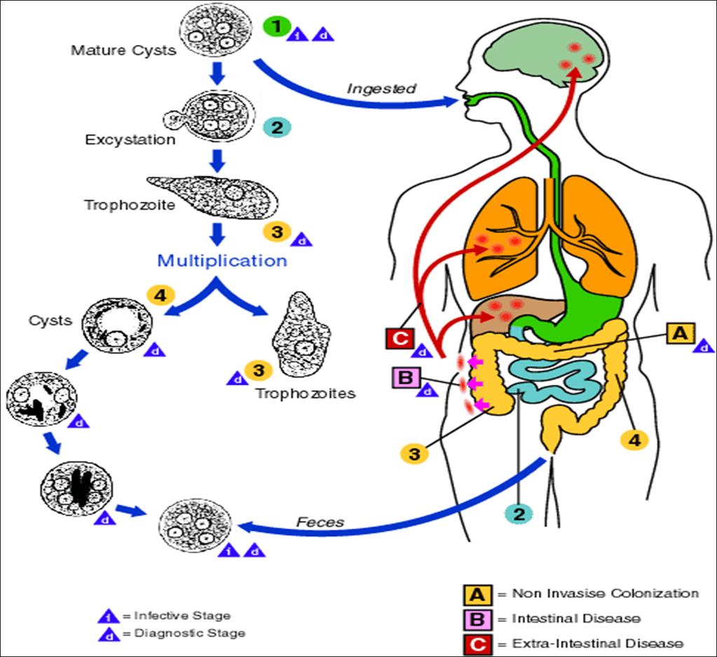 The Life Cycle of E. Histolytica 1- Ingestion of the cyst (the infectious form). 2- A process known as excystation takes place to produce Trophocytes.