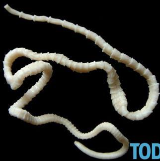 2- Class Cestoda (Tapeworms): They are flattened and segmented worms, e.g. Taenia saginata. 3- Class Trematoda (Flukes): They are flattened leaf-shaped worms, e.g. Schistosoma haematobium.