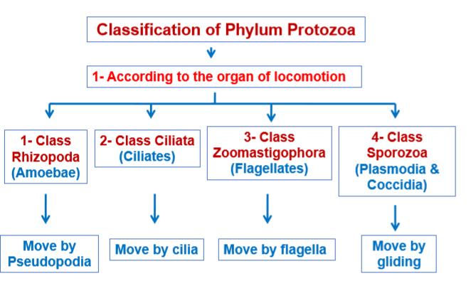 Morphology of Protozoa Protozoa are made of