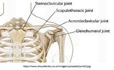 The shoulder girdle is made up of the clavicle, the scapula and attaches to the humerus on either side of the body. The shoulder has 4 joints. 1.