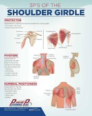 There are many muscles surrounding the shoulder girdle.