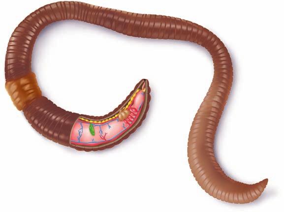 518 PART V The Origin and Classification of Life 23.9 Annelida Segmented Worms The annelid worms are bilaterally symmetrical and have a body structure consisting of repeating segments ( figure 23.