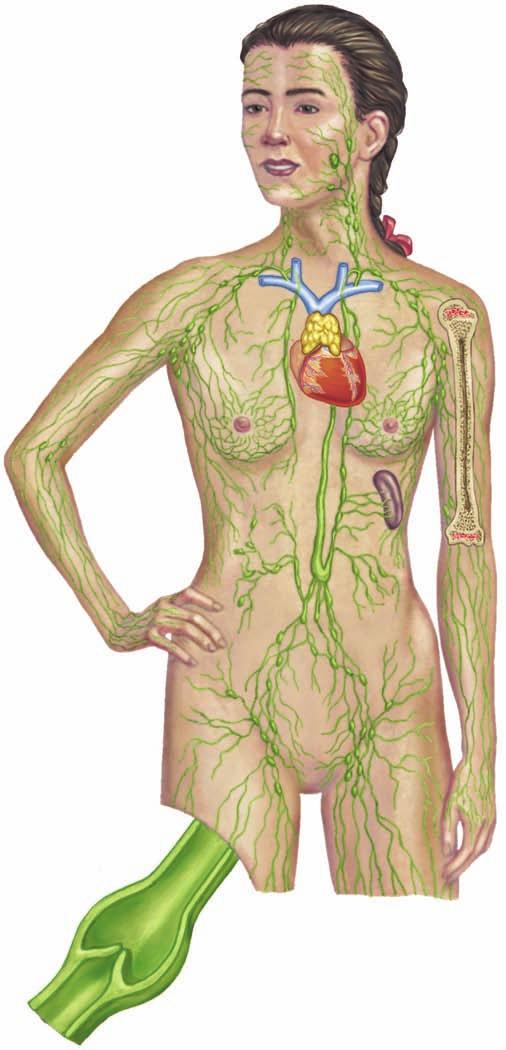 Some water and dissolved materials actually pass through the walls of capillaries and bathe cells. The lymph vessels collect any excess fluid and return it to the circulatory system. 24.