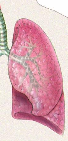 Thus, blood that leaves the lungs is high in oxygen and low in carbon dioxide.