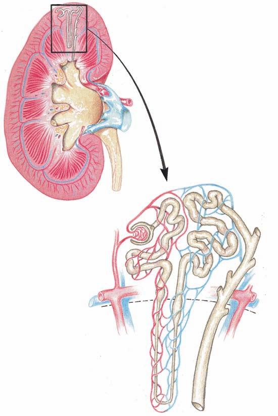 CHAPTER 24 Materials Exchange in the Body 551 Bowman s capsule Efferent arteriole Glomerulus Afferent arteriole From renal artery Arcuate artery and vein Loop of Henle Descending limb Ascending limb