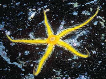There are five major types of echinoderms: starfish, brittle stars, sea urchins, sea cucumbers, and crinoids (feather stars). w w w.