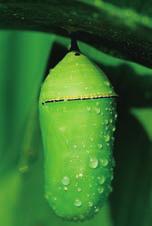 The fertilized egg hatches into the larval stage, known as a caterpillar, which feeds on the leaves of the milkweed plant. The caterpillar grows and eventually metamorphoses into a pupa.
