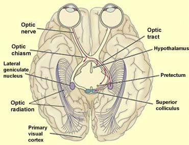 Suprachiasmatic Nucleus (SCN) of the hypothalamus Nucleus is a