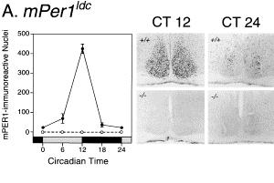 PER protein in mammalian brain Clocks of