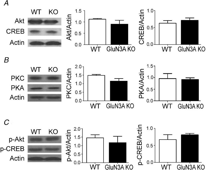J Physiol 591.1 Functional roles of GluN3A in adult mice 163 development.