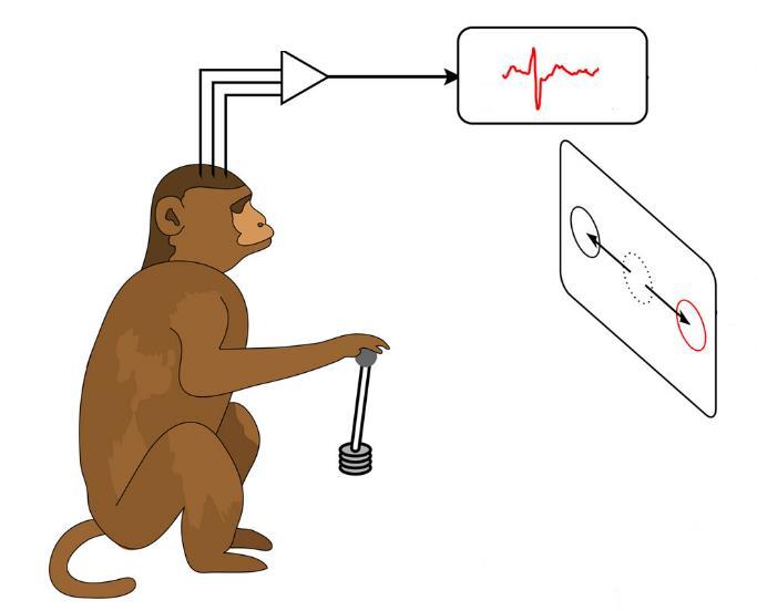 Motion Direction Sensitivity in Monkey