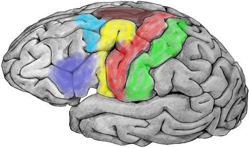 What about Higher Order Motor Cortex?