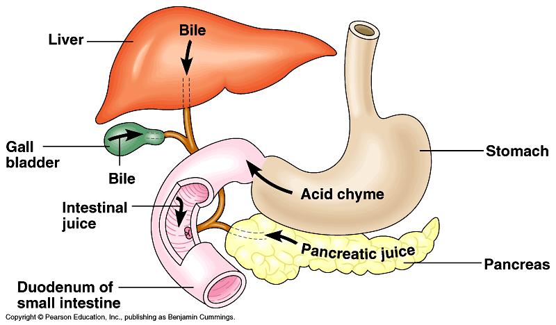 Pylorus duodenum digestion and absorption disaccharidases --