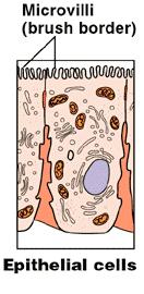 Gastrin CCK Pancreas Duodenum of small intestine