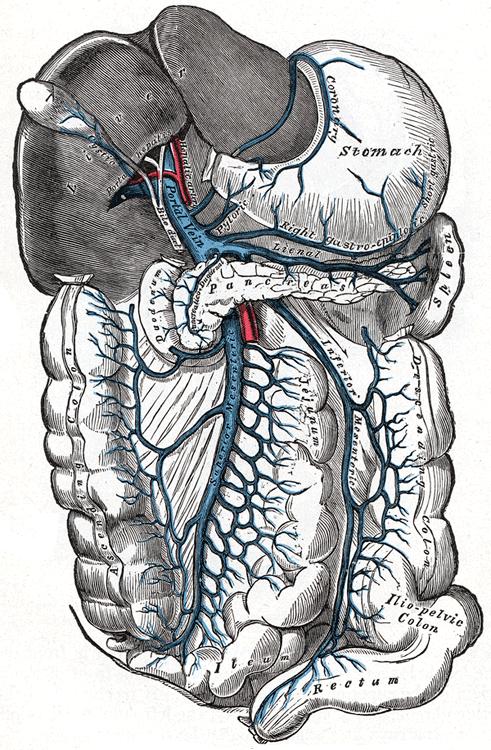 vermiform appendix 1.