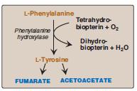 Amino acids that form fumarate Phenylalanine and tyrosine: Hydroxylation of phenylalanine produces tyrosine Phenylalanine and tyrosine are