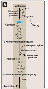 Methionine Metabolism 1. Synthesis of SAM (a high-energy compound that has no phosphate) requires energy (ATP) 2.