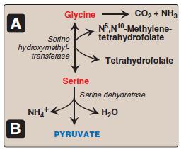 Serine, glycine, and cysteine 1. Ser arises from 3-phosphoglycerate that is oxidized to 3- phosphopyruvate, and then transaminated to 3-phospho serine.