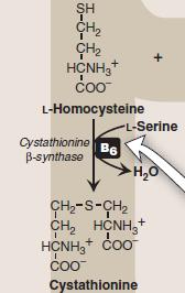 Serine, glycine, and cysteine 3.
