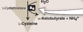 with serine, forming cystathionine that is hydrolyzed to α-ketobutyrate and Cys