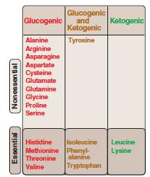 GLUCOGENIC AND KETOGENIC AMINO ACIDS The classification is based on which of the seven intermediates are produced during their catabolism (oxaloacetate, pyruvate, α-ketoglutarate, fumarate, succinyl