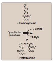 Defects in the metabolism of homocysteine. Mode of inheritance: AR Homocystinuria High plasma and urinary levels of homocysteine and Met and low levels of Cys.