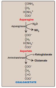 Amino acids that form