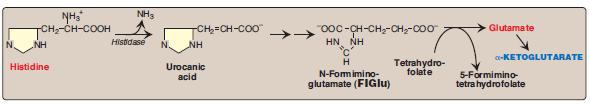 Amino acids that form α-ketoglutarate via glutamate 4. Histidine is oxidatively deaminated by histidase to urocanic acid, which then forms N-formimino glutamate (FIGlu).