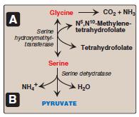 Amino acids that form pyruvate 1. Oxidation 2.
