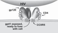 Page 7 of 8 1 2 3 4 B: Fusion Inhibitor How HIV fuses to a cell o o o For many years, researchers knew that HIV used a receptor called CD4 to find and link up with the cells it infected, though lab