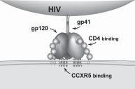 In mid-1996, Robert Gallo and co-workers published a key finding that showed how HIV could be suppressed by a number of naturally occurring immune chemicals known as chemokines.