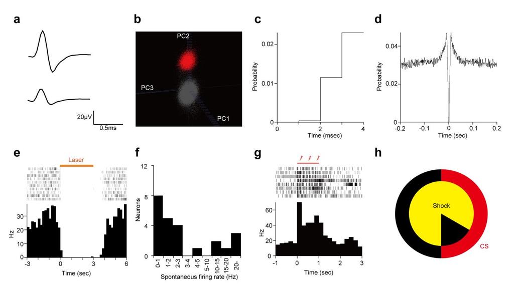 Supplementary Figure 3 Identification of high-firing-rate neurons using optogenetic ID of LC noradrenaline neurons in a TH-Cre rat.