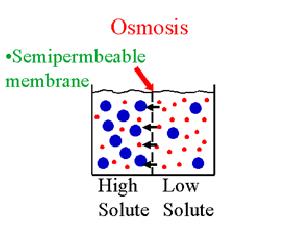 Introduction Osmosis is a special case of diffusion, and refers specifically to the diffusion of water.