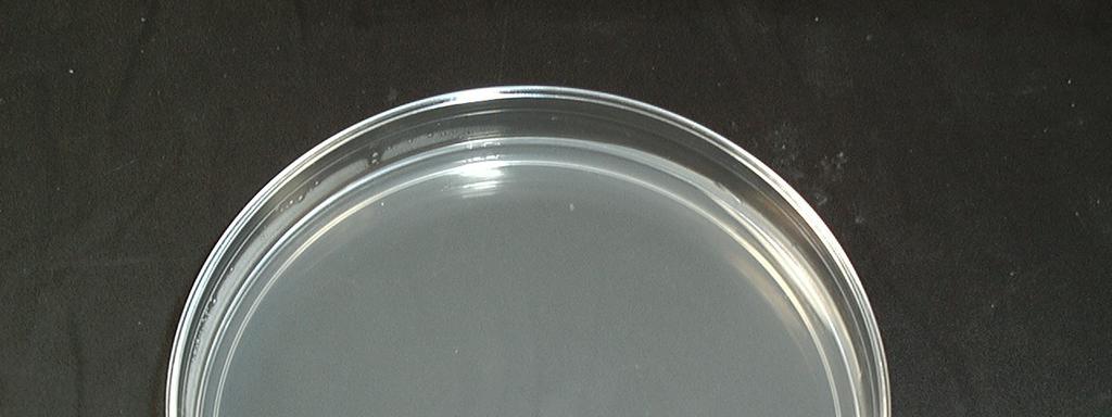 The bacterial cultures of staph were deposited on solid media in petri dishes.