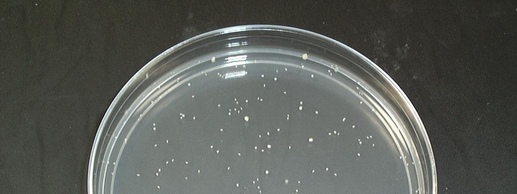Methicillin-Resistant Staphylococcus Aureus (MRSA) This is the staphylococcus aureus that are usually resistant to a variety of different antibiotics.