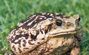 Slide 88 / 89 Australian Cane Toads Australia is currently fighting an "alien species" of its own: the cane toad.